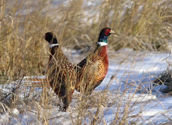 Pheasants photo by Wayne Fuchs