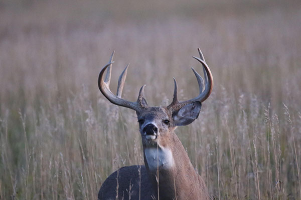 Buck Wildlife Photo by Wayne Fuchs