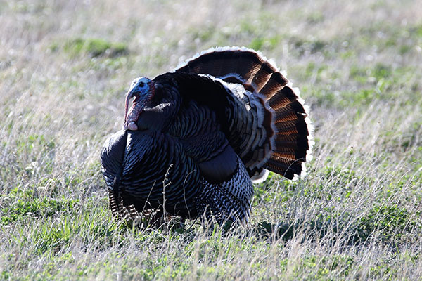 Turkey Wildlife Photo by Wayne Fuchs, Martin, South Dakota area