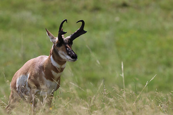 Wildlife Photo by Wayne Fuchs, Martin, South Dakota area