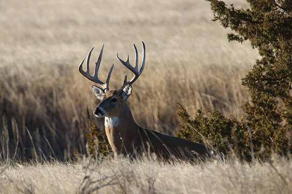 Buck, Martin, South Dakota area and Lacreek National Wildlife Refuge | U.S. Fish & Wildlife ServiceLacreek National Wildlife Refuge