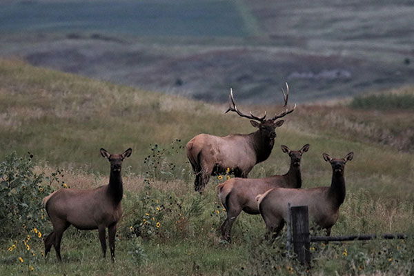 South Dakota Wildlife photo by Wayne Fuchs South Dakota Wildlife photo by Wayne Fuchs
